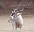 Almost extinct Addax